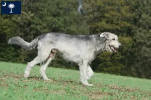 Read more about the article Irish Wolfhound breeders and puppies in South Carolina