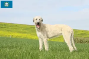 Read more about the article Irish Wolfhound breeders and puppies in South Dakota