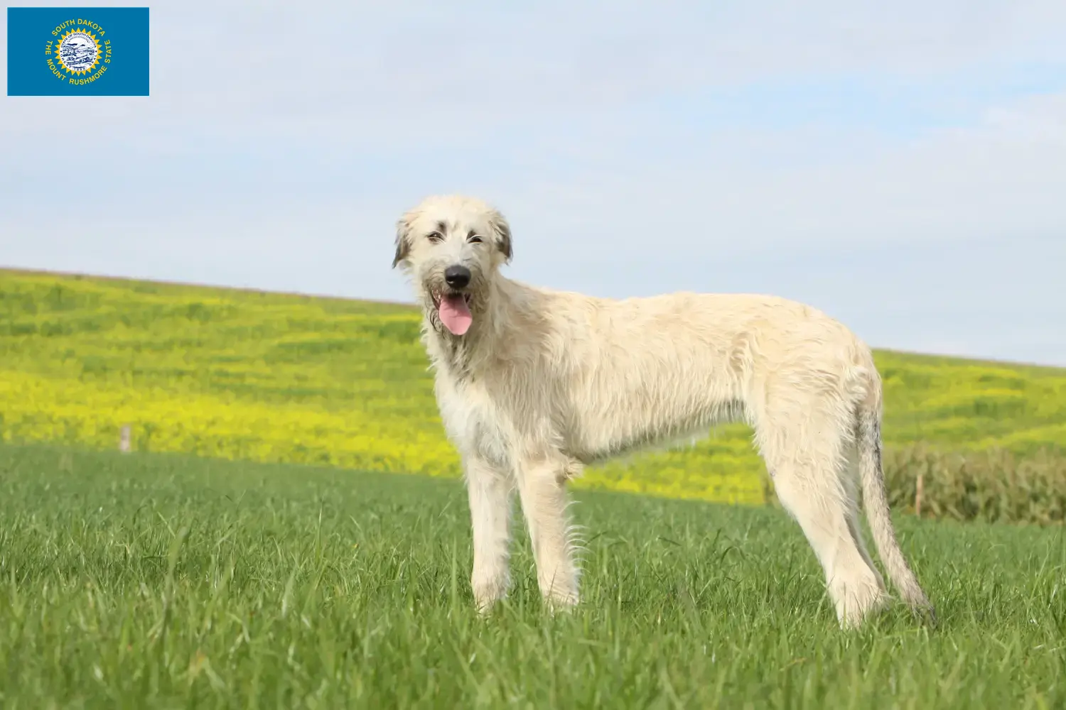 Irish Wolfhound puppies and breeders South Dakota Find Irish Wolfhounds breeders in South Dakota.