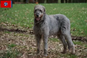 Read more about the article Irish Wolfhound breeders and puppies in Tennessee