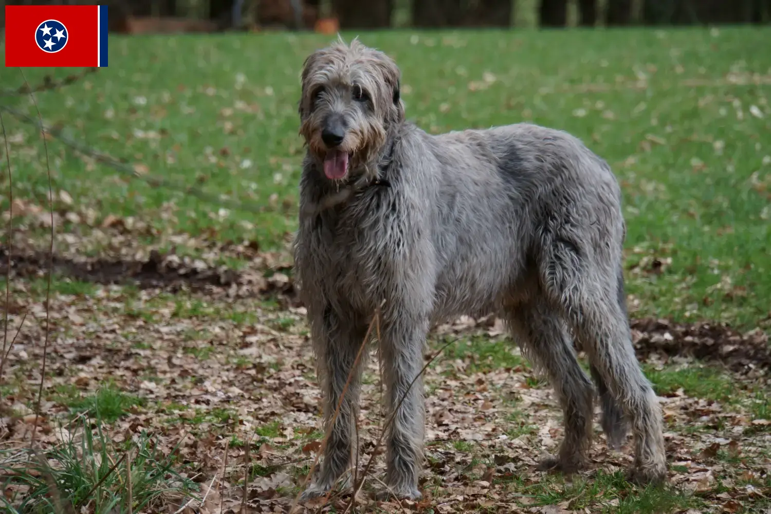 Irish Wolfhound puppies and breeders Tennessee Find Irish Wolfhounds breeders in Tennessee.