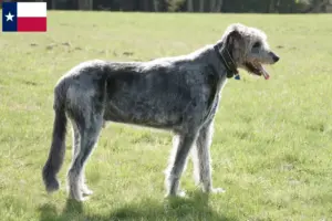 Read more about the article Irish Wolfhound breeders and puppies in Texas