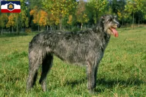Read more about the article Irish Wolfhound breeders and puppies in Utah