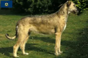 Read more about the article Irish Wolfhound breeders and puppies in Vermont