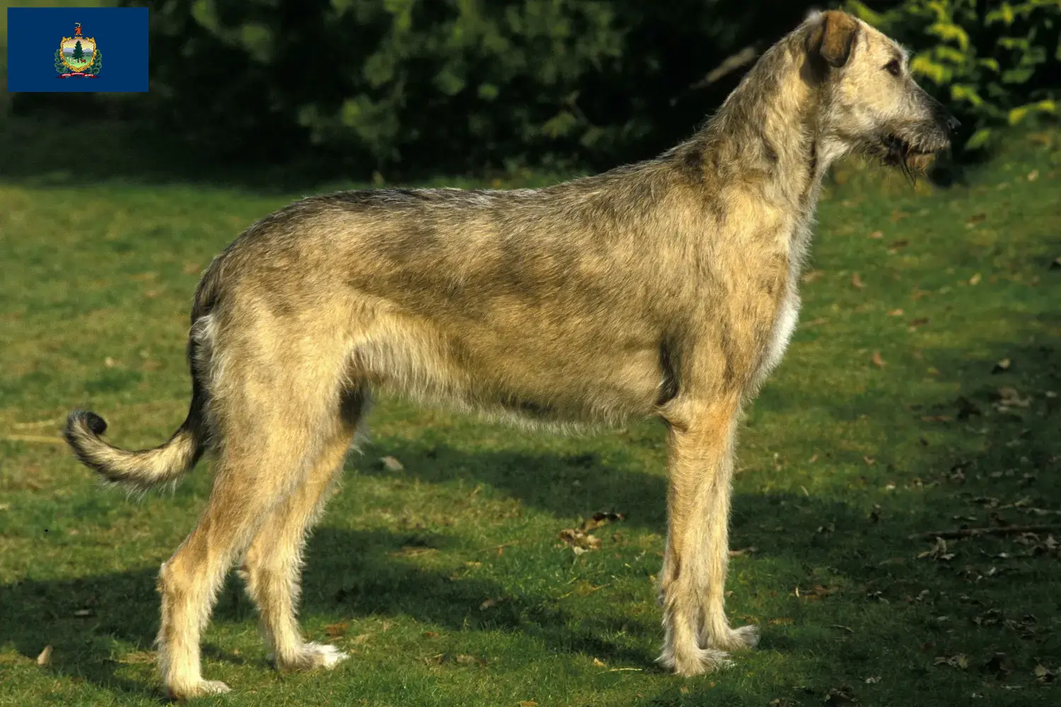 Irish Wolfhound puppies and breeders Vermont Find Irish Wolfhounds breeders in Vermont.