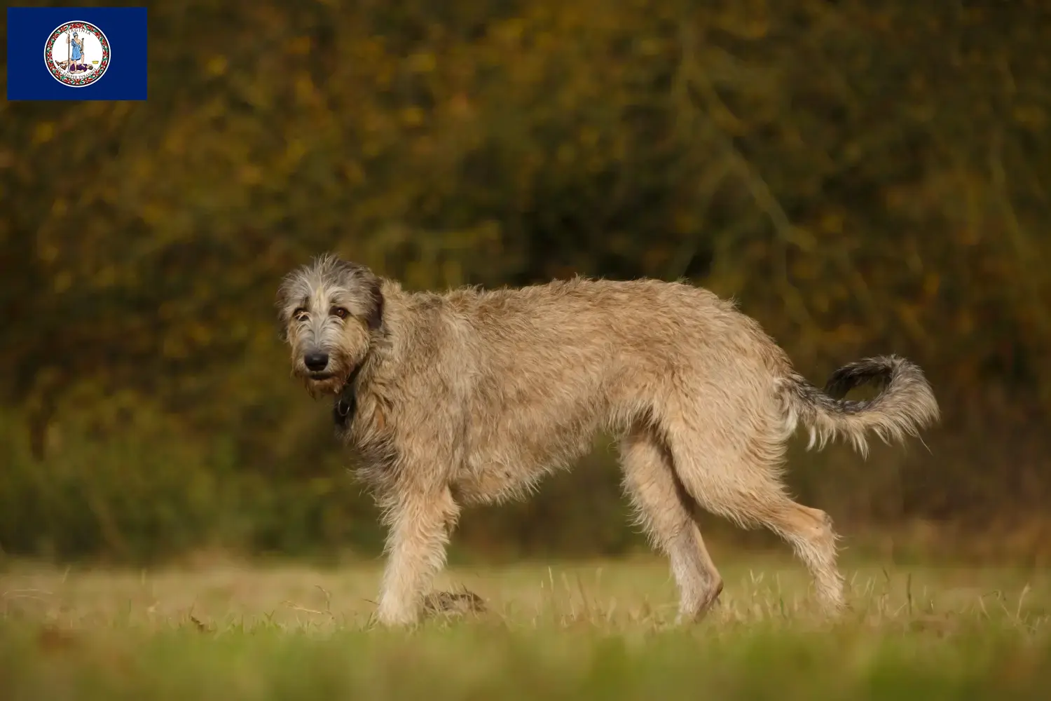 Irish Wolfhound puppies and breeder Virginia Find Irish Wolfhounds breeders in Virginia.
