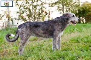 Read more about the article Irish Wolfhound breeders and puppies in West Virginia