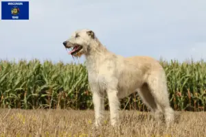 Read more about the article Irish Wolfhound breeders and puppies in Wisconsin