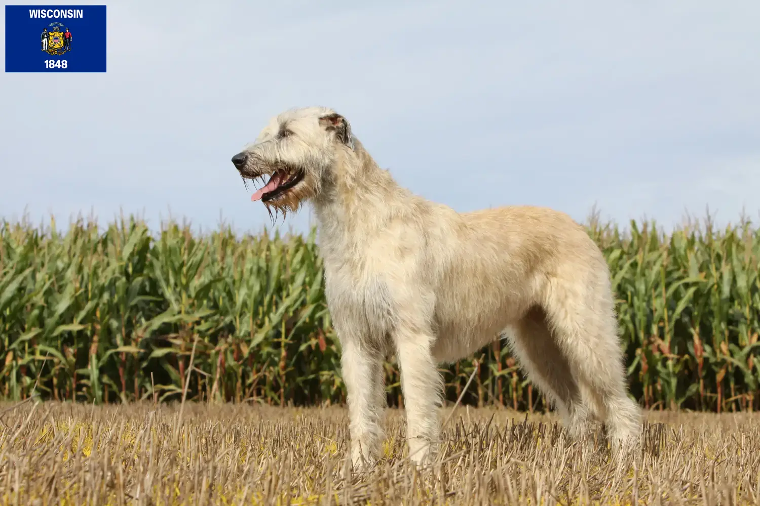 Irish Wolfhound puppies and breeders Wisconsin Find Irish Wolfhounds breeders in Wisconsin.
