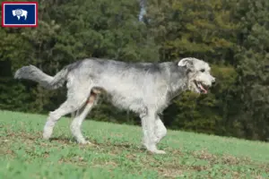 Read more about the article Irish Wolfhound breeders and puppies in Wyoming