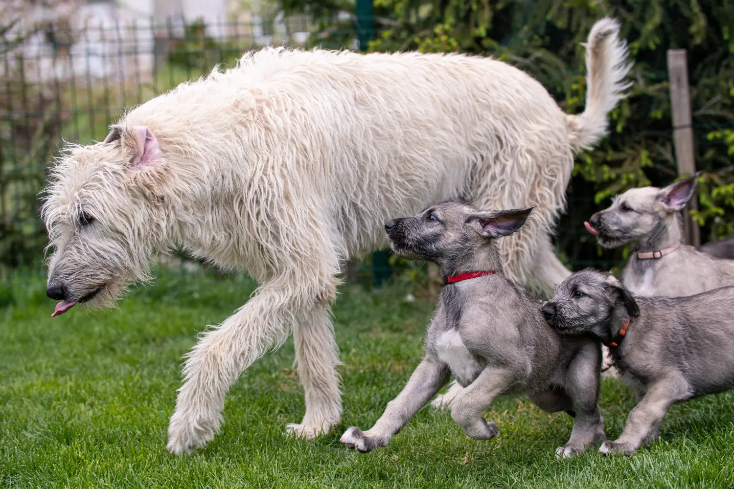 Buying an Irish Wolfhound puppy means taking responsibility! Buy Irish Wolfhound puppies.
