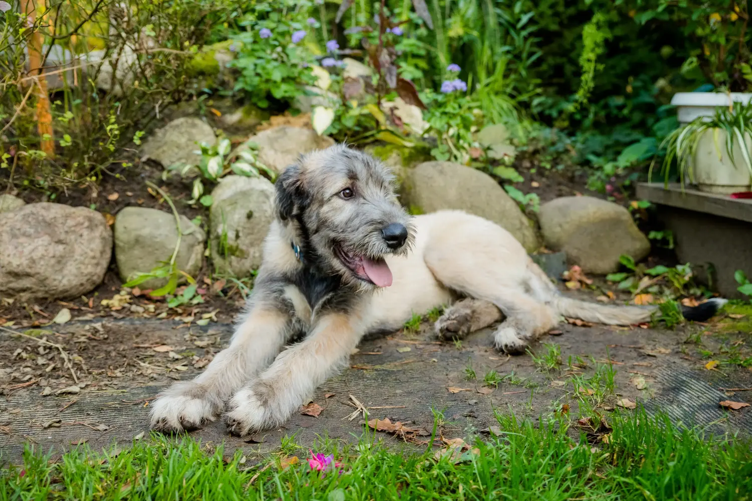 Buying an Irish Wolfhound puppy means taking responsibility! Buy Irish Wolfhound puppies.