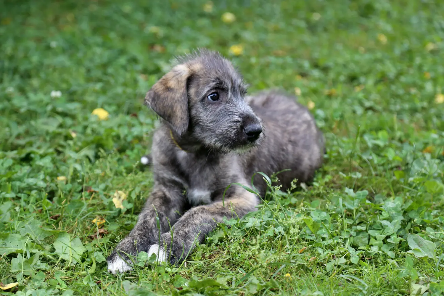 Buying an Irish Wolfhound puppy means taking responsibility! Buy Irish Wolfhound puppies.