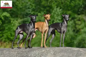 Read more about the article Italian wind chime breeders and puppies in California