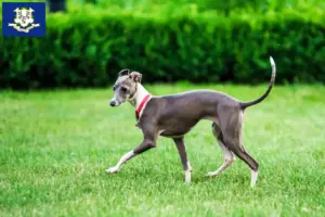 Read more about the article Italian wind chime breeders and puppies in Connecticut