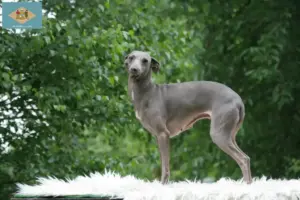 Read more about the article Italian wind chime breeders and puppies in Delaware