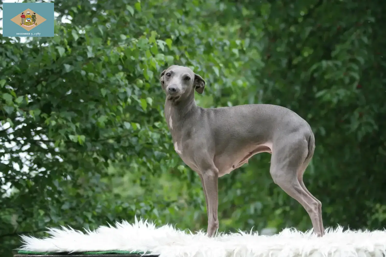 Italian wind chime puppies and breeder Delaware Here you can find Italian wind chime breeders in Delaware.
