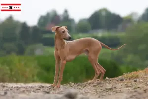 Read more about the article Italian wind chime breeders and puppies in Drenthe