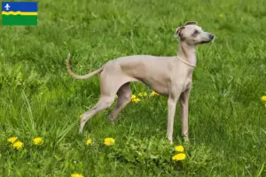 Read more about the article Italian wind chime breeders and puppies in Flevoland