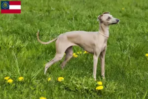 Read more about the article Italian wind chime breeders and puppies in Georgia