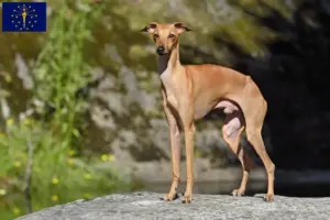 Read more about the article Italian wind chime breeders and puppies in Indiana