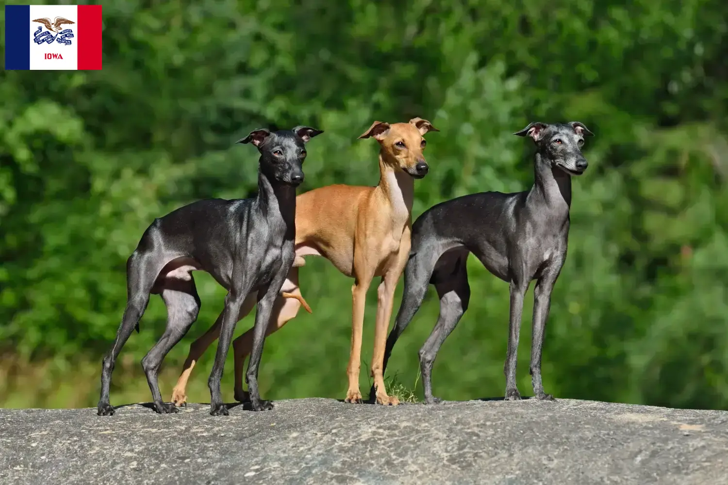 Italian wind chime puppies and breeder Iowa Here you can find Italian wind chimes breeders in Iowa.