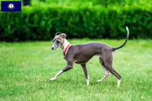 Read more about the article Italian wind chime breeders and puppies in Kentucky