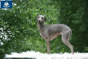 Read more about the article Italian wind chime breeders and puppies in Louisiana