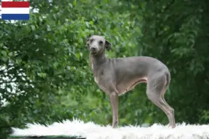 Read more about the article Italian wind chime breeders and puppies in the Netherlands