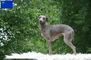 Read more about the article Italian wind chime breeders and puppies in Nevada