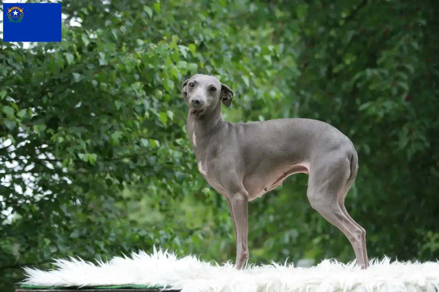 Read more about the article Italian wind chime breeders and puppies in Nevada