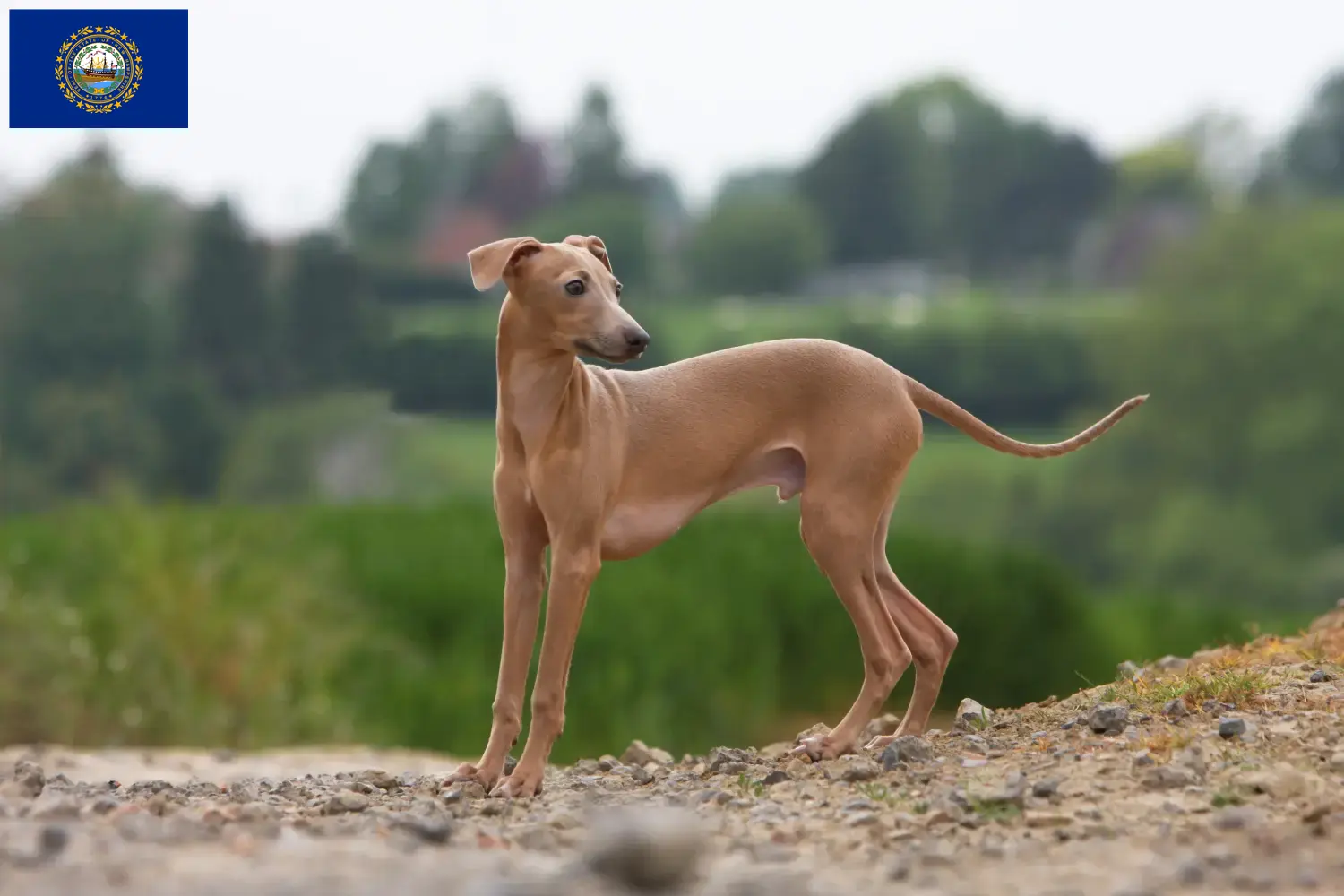 Read more about the article Italian wind chime breeders and puppies in New Hampshire