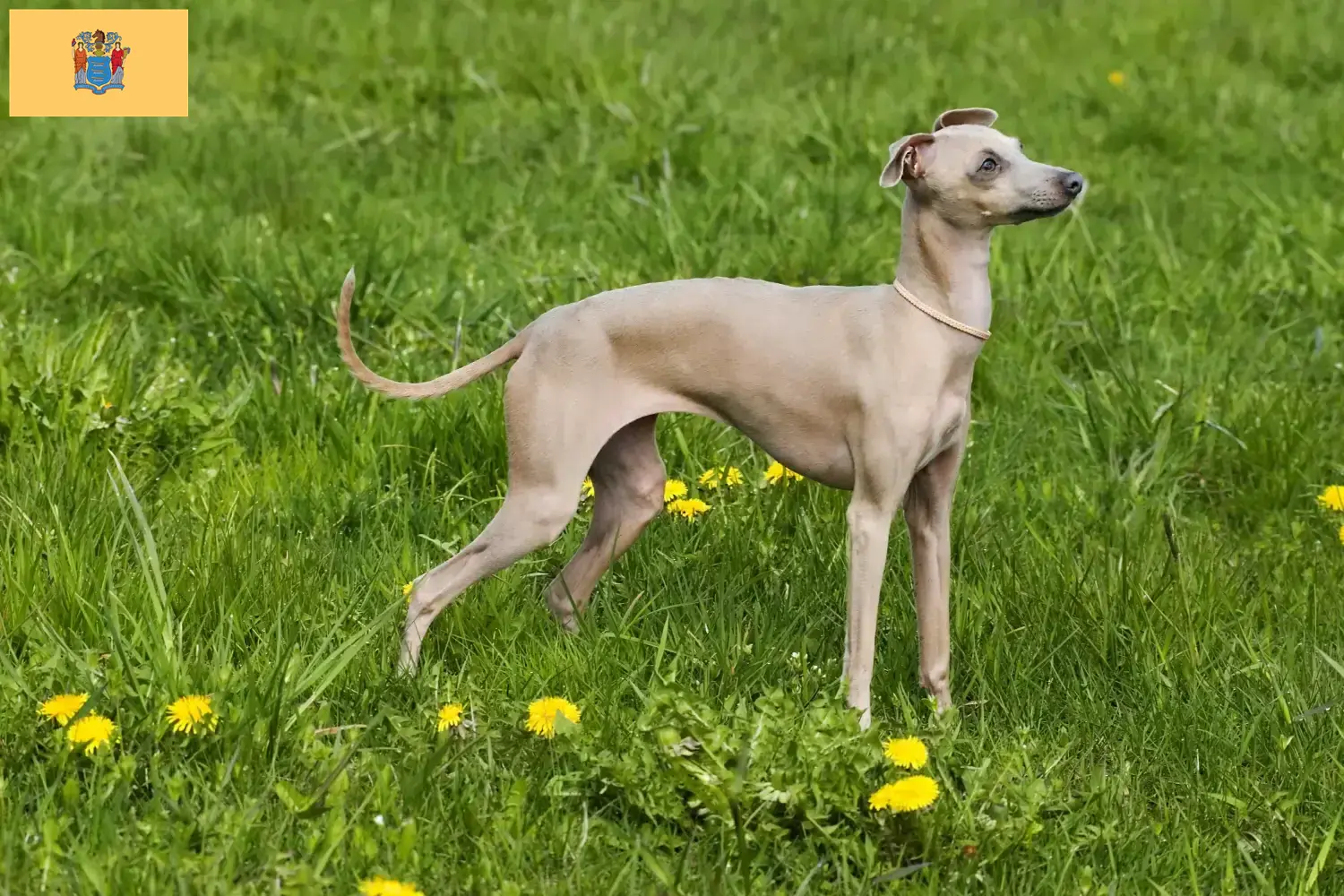 Read more about the article Italian wind chime breeders and puppies in New Jersey