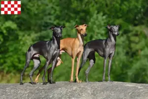 Read more about the article Italian wind chime breeders and puppies in North Brabant