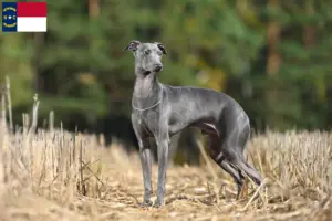 Read more about the article Italian wind chime breeders and puppies in North Carolina