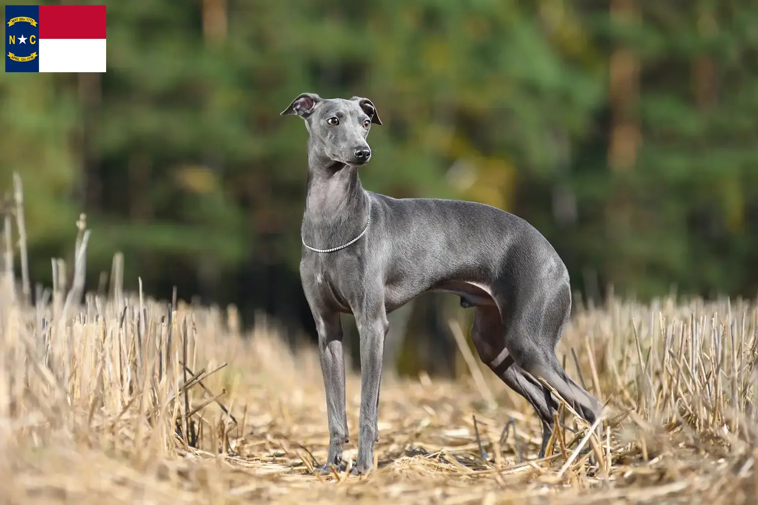 Read more about the article Italian wind chime breeders and puppies in North Carolina