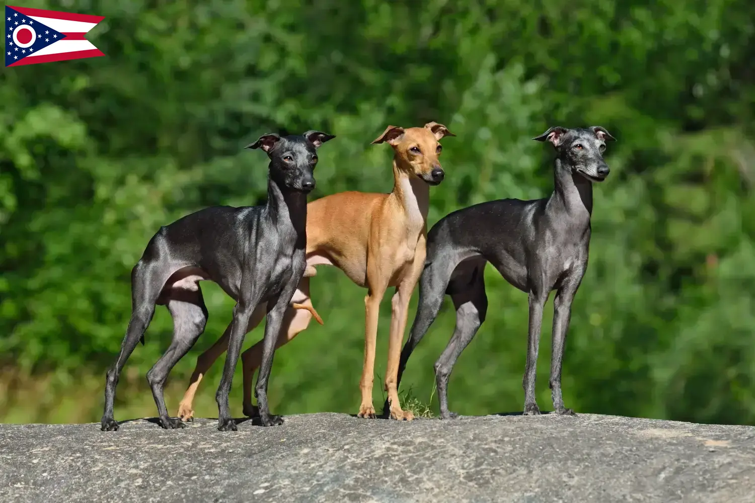 Read more about the article Italian wind chime breeders and puppies in Ohio