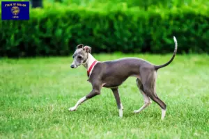 Read more about the article Italian wind chime breeders and puppies in Oregon