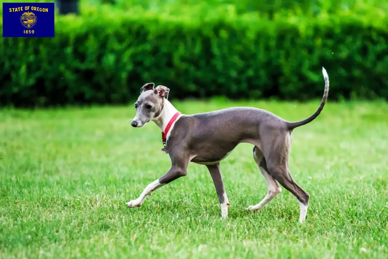 Read more about the article Italian wind chime breeders and puppies in Oregon
