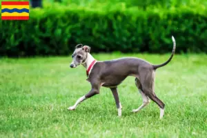Read more about the article Italian wind chime breeders and puppies in Overijssel