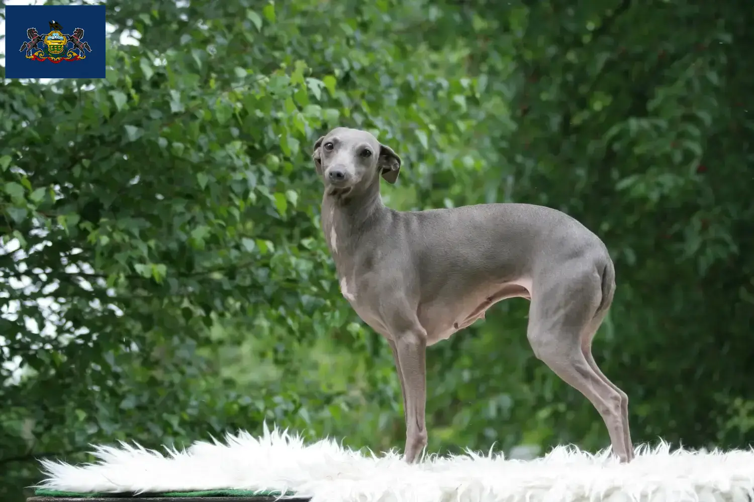 Read more about the article Italian wind chime breeders and puppies in Pennsylvania