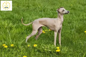 Read more about the article Italian wind chime breeders and puppies in Rhode Island