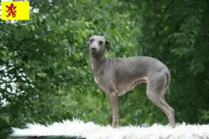 Read more about the article Italian wind chime breeders and puppies in South Holland