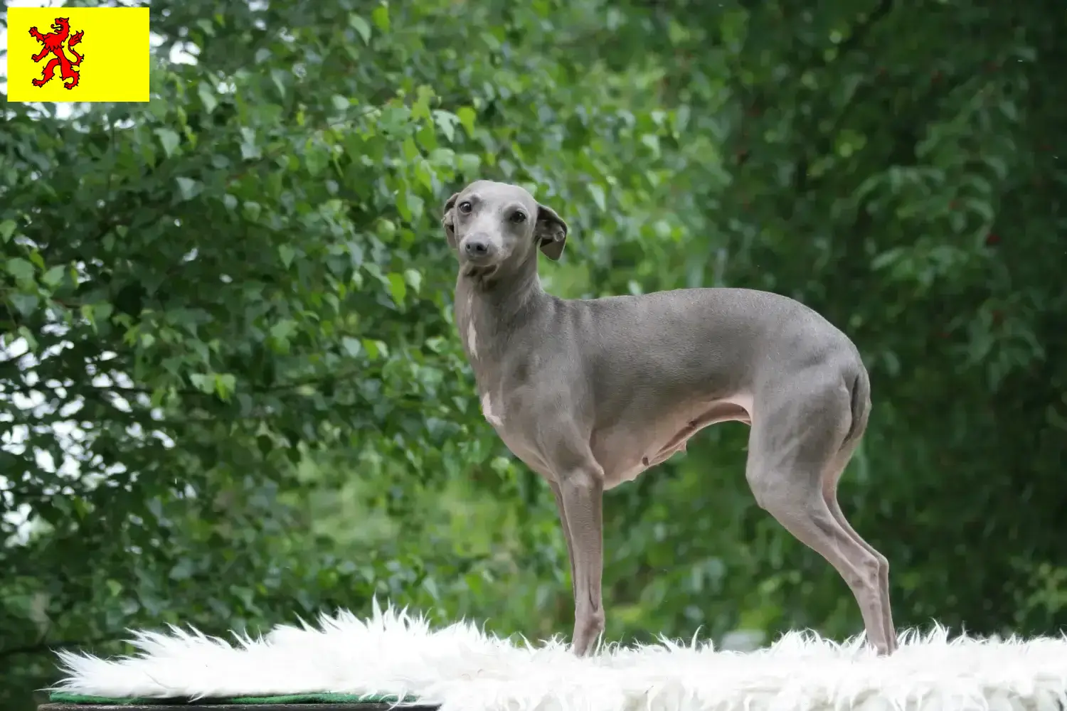 Italian wind chime puppies and breeder South Holland Here you can find Italian wind chimes breeders in South Holland.