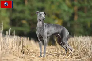 Read more about the article Italian wind chime breeders and puppies in Tennessee