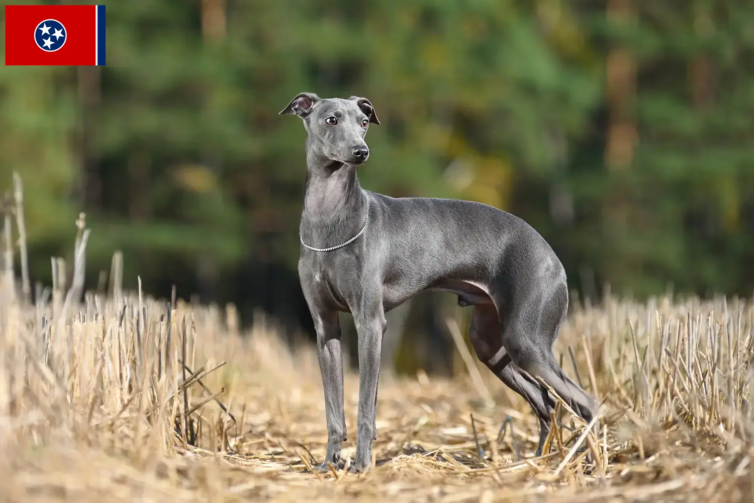 Read more about the article Italian wind chime breeders and puppies in Tennessee