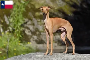 Read more about the article Italian wind chime breeders and puppies in Texas