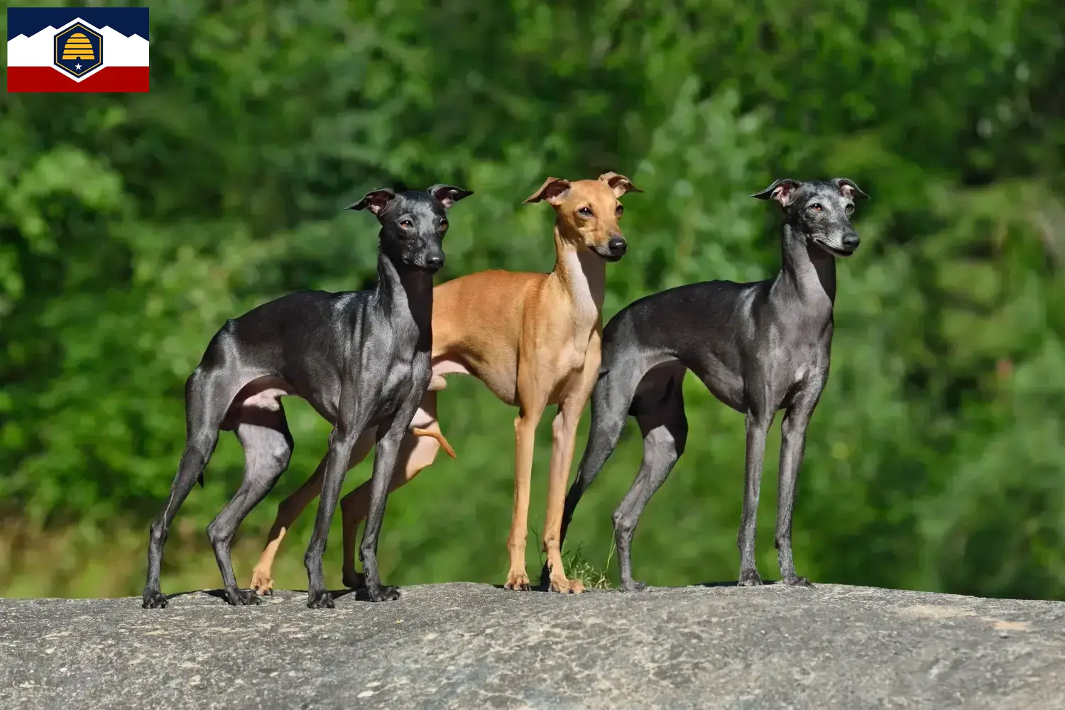Read more about the article Italian wind chime breeders and puppies in Utah