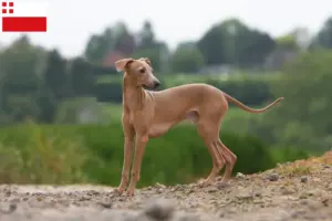 Read more about the article Italian wind chime breeder and puppies in Utrecht