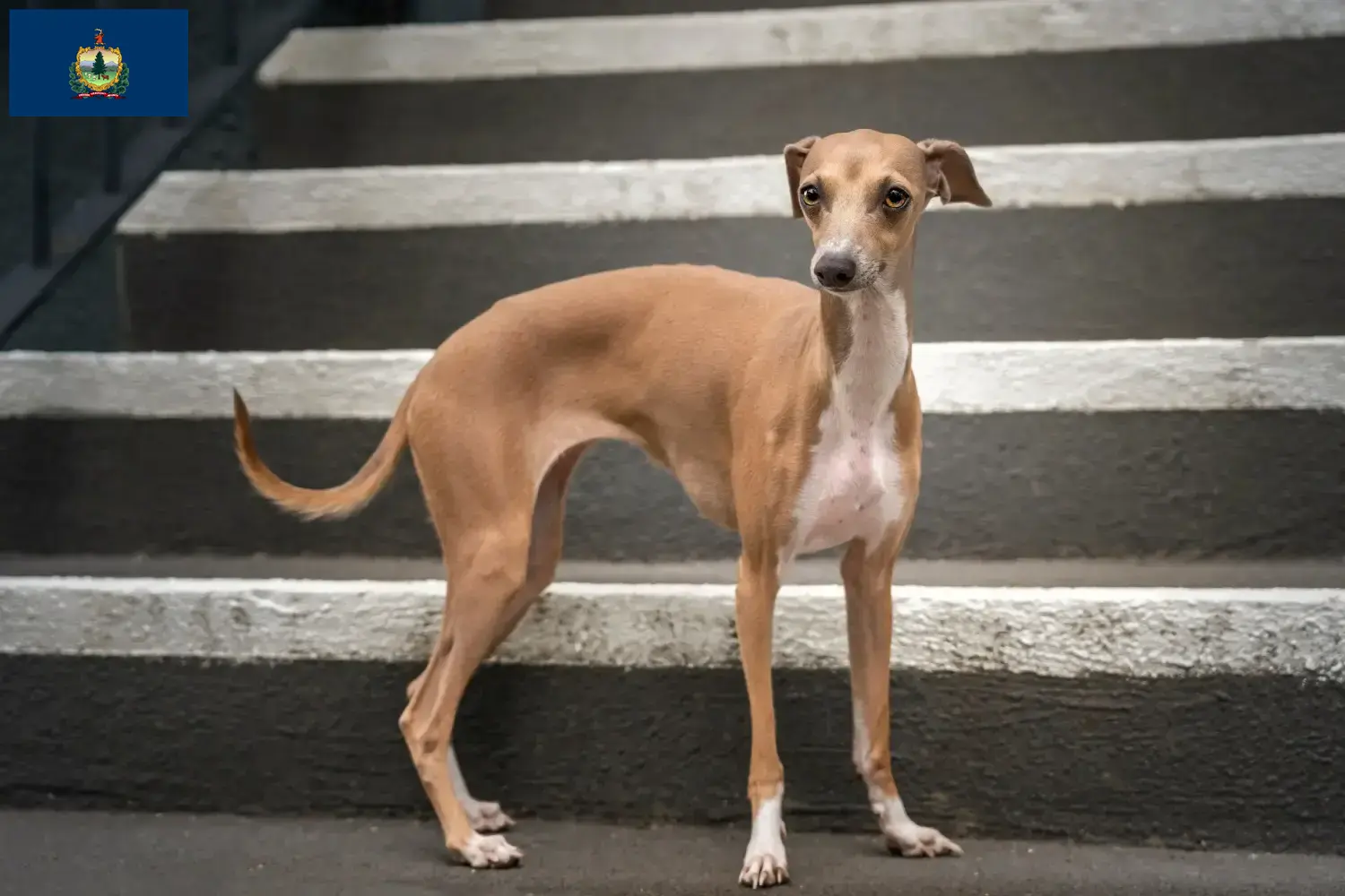 Read more about the article Italian wind chime breeders and puppies in Vermont